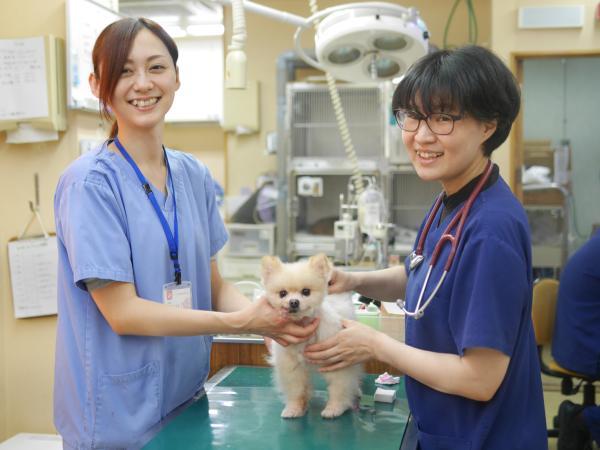 株式会社ファニメディックの中途採用求人 動物看護師 正社員 獣医師 動物看護師の求人 転職情報